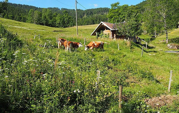 Weidende Rinder ©M. Riepl Weidende Rinder