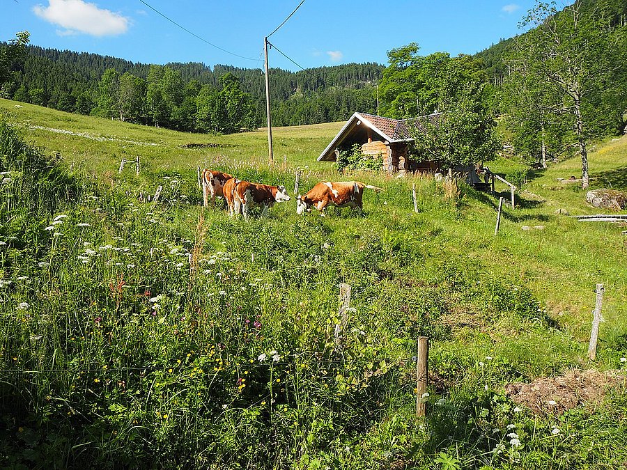 Weidende Rinder