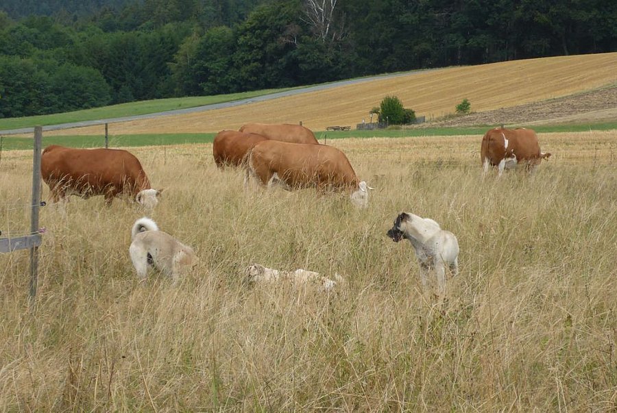 Drei Herdenschutzhunde mit vier Rindern auf einer Weide